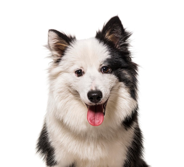 Chien de race mixte isolé sur blanc