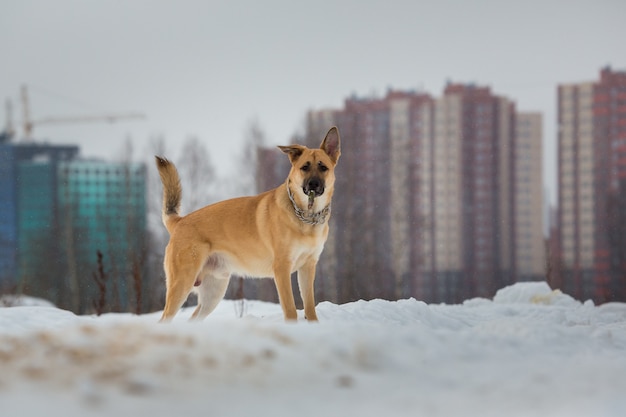 Chien de race mixte mignon à l'extérieur. Bâtard dans la neige