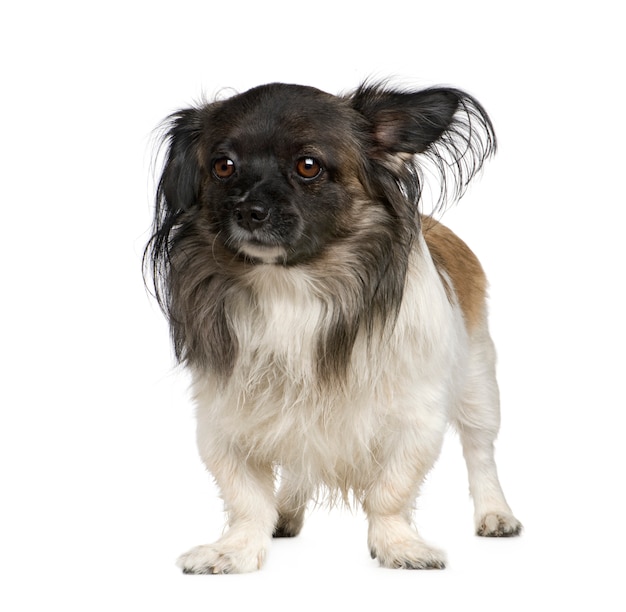 Chien de race mixte avec papillon