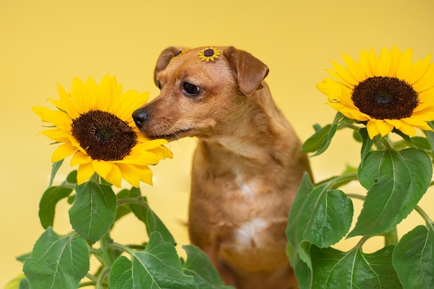 chien de race mixte sentant un tournesol, isolé sur fond jaune. Carte de voeux de saison printanière.