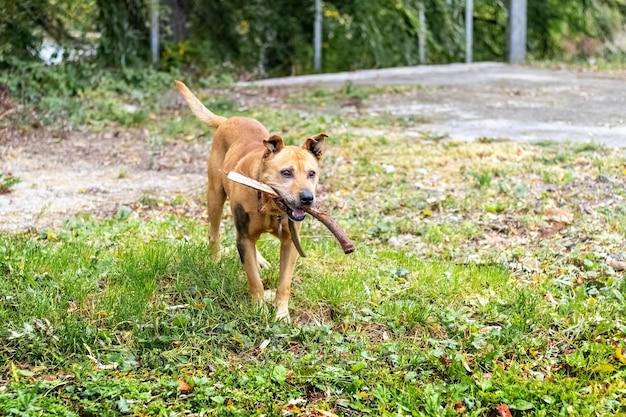 Le chien de la race pit bull terrier tient un bâton dans ses dents pendant l'entraînement