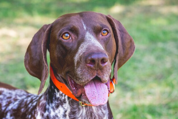 Chien de race pointeur allemand à poil court. Portrait gros plan