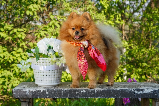 Chien de race Poméranie dans le jardin