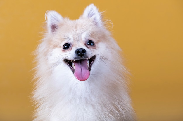 Chien de race poméranienne avec la bouche ouverte et la langue dehors