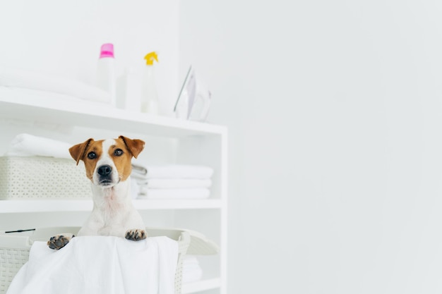 Chien de race pose à l'intérieur d'un panier blanc dans les étagères de la buanderie avec des serviettes et des détergents propres et soigneusement pliés, copiez l'espace sur fond blanc