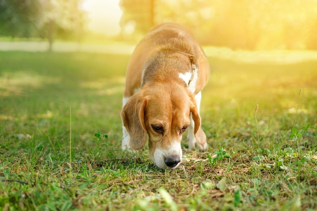 Chien de race pur-sang Beagle se promène dans le parc en reniflant l'herbe