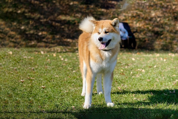 Le chien de race pure Akita se dresse sur l'herbe par temps ensoleillé