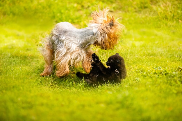 Chien de race pure et chaton noir sur pelouse verte