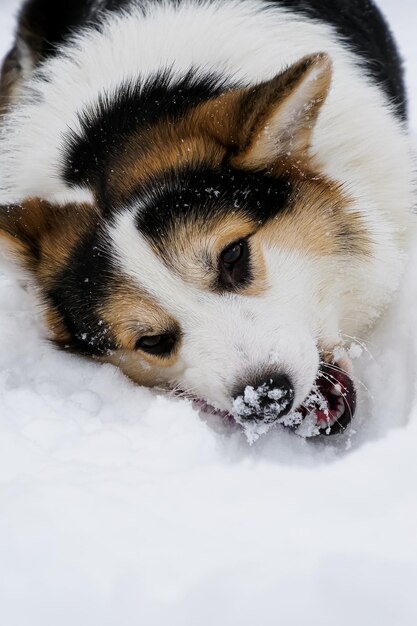 Un chien de race pure est allongé dans la neige.