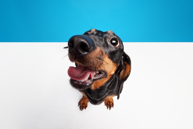 Un chien de race pure heureux regardant la caméra isolé sur le bleu