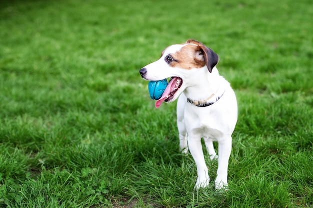 Chien de race pure Jack Russell Terrier à l'extérieur sur la nature dans l'herbe. Chien heureux dans le parc joue avec un jouet. Chien tenant une balle dans sa bouche. chien souriant sur l'herbe. Copiez l'espace.