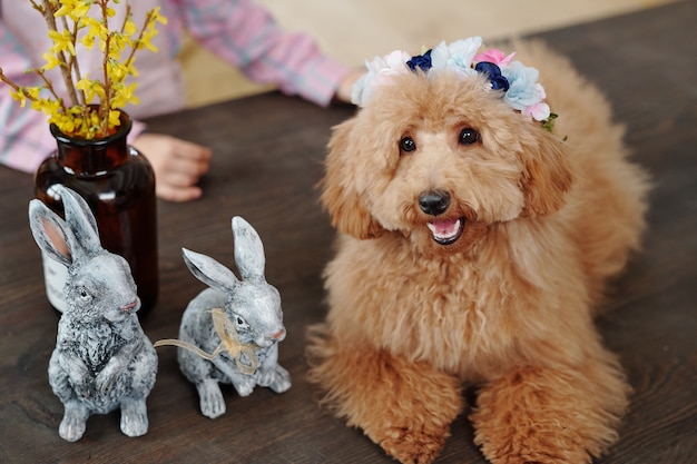 Chien de race pure moelleux mignon de couleur marron assis sur une table en bois devant la caméra avec deux lapins gris et des fleurs jaunes dans un vase