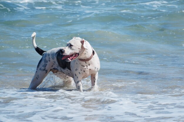 Chien de race pure sur la plage de l'océan dans l'eau. Copiez l'espace.