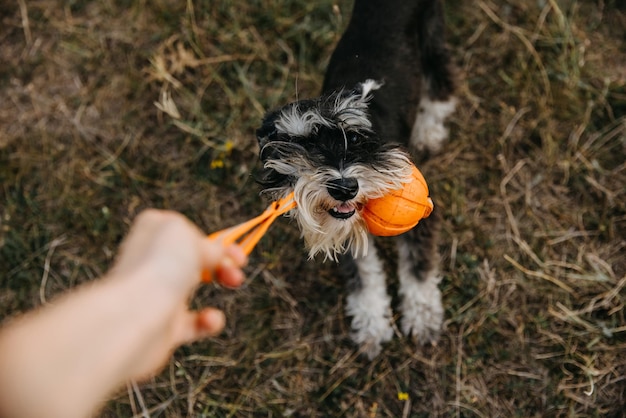 Chien de race pure schnauzer miniature jouant avec une balle orange à l'extérieur