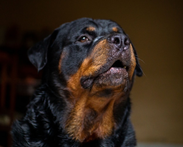 Chien de race Rottweiler aboyant à l'extérieur