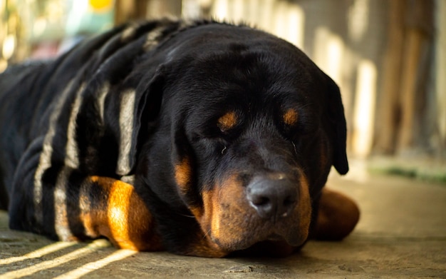 Chien de race Rottweiler assis à l'extérieur