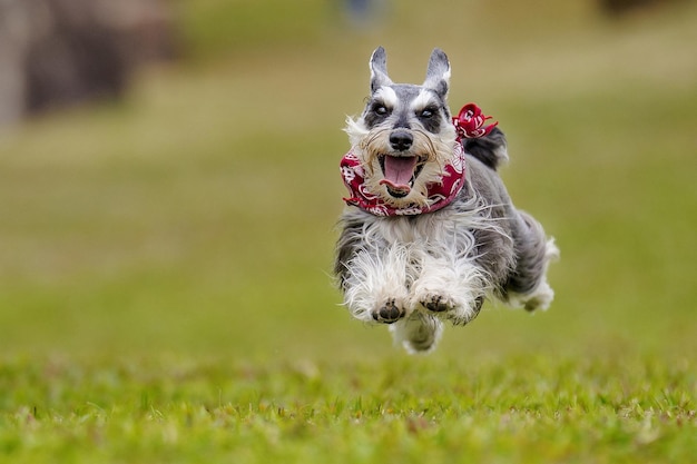 Un chien de race Schnauzer nain s'exécute.