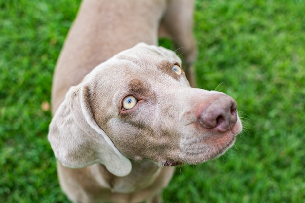 chien de race weimaraner avec de beaux et clairs yeux clairs