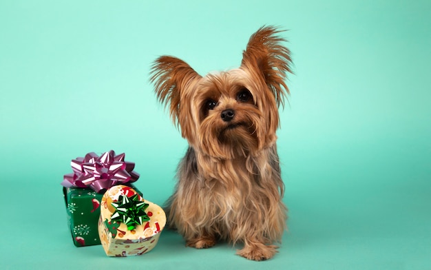 Chien de race Yorkshire mignon avec des cadeaux de Noël