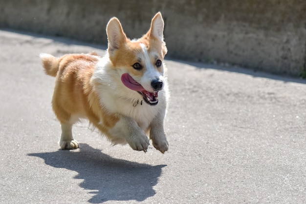 Chien races corgi s'échappe en promenade