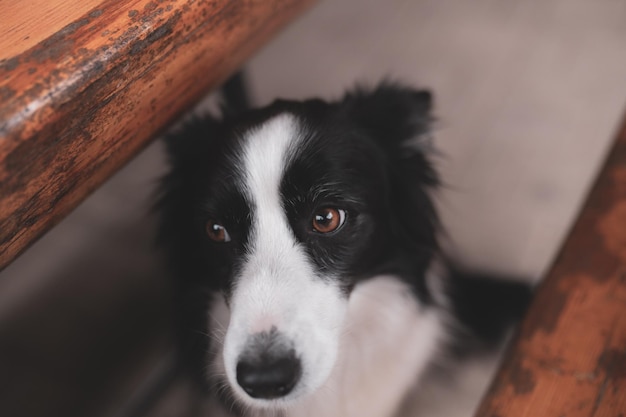 Un chien à la recherche d'une balustrade en bois