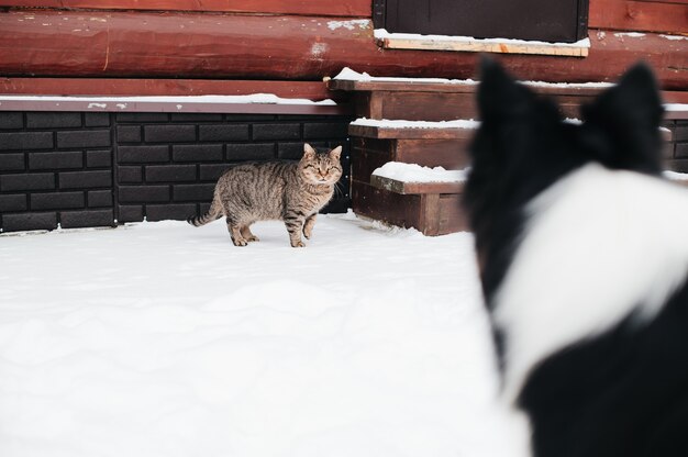 chien à la recherche de chat en hiver