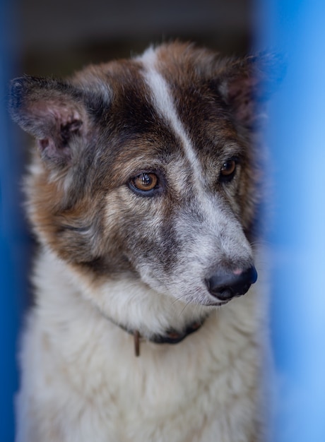 Photo le chien à la recherche