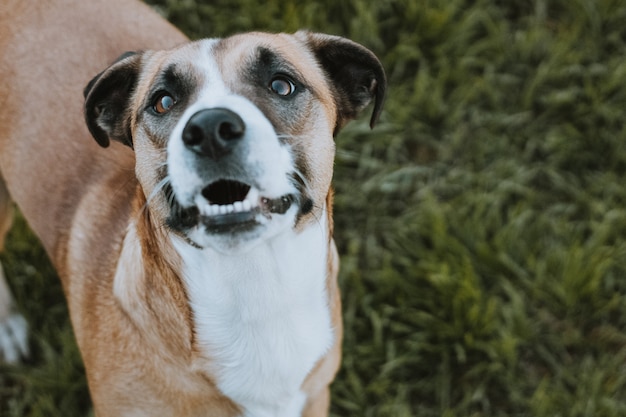 CHIEN REGARDANT LA CAMÉRA EN ATTENTE DE NOURRITURE