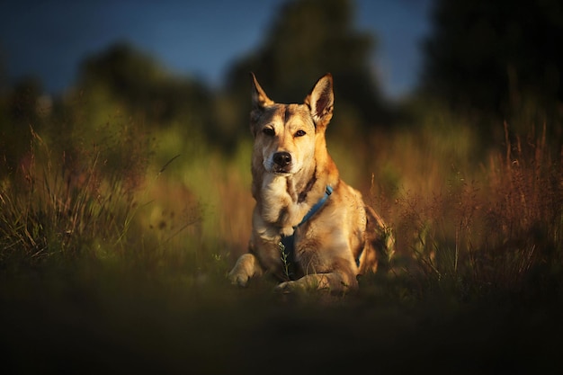 Chien regardant loin dans le champ au coucher du soleil