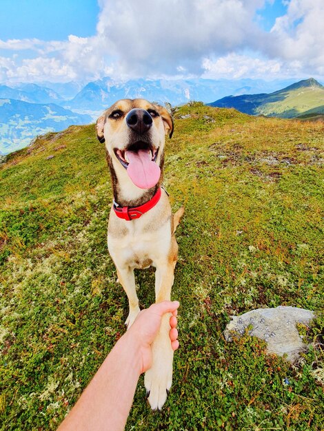 Photo un chien regardant la montagne contre le ciel.