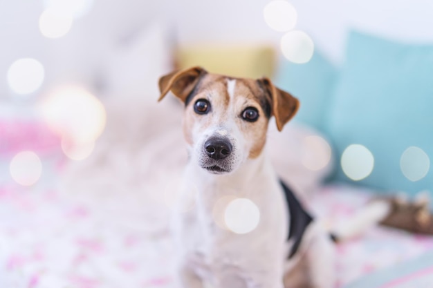 Chien regardant le portrait de la caméra de jack russell terrier à l'intérieur de la chambre pastel