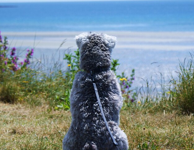 Photo un chien regardant le rivage