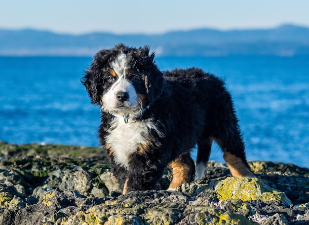 Photo un chien regardant le rivage