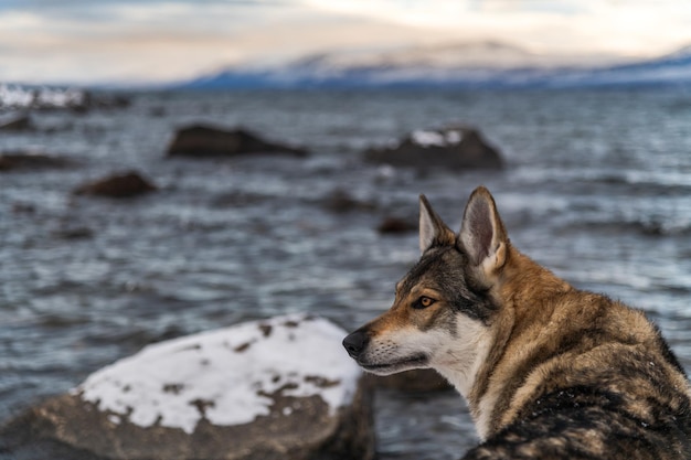 Photo un chien regardant le rivage