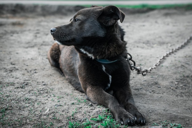 Un chien regardant tristement au loin assis sur une chaîne