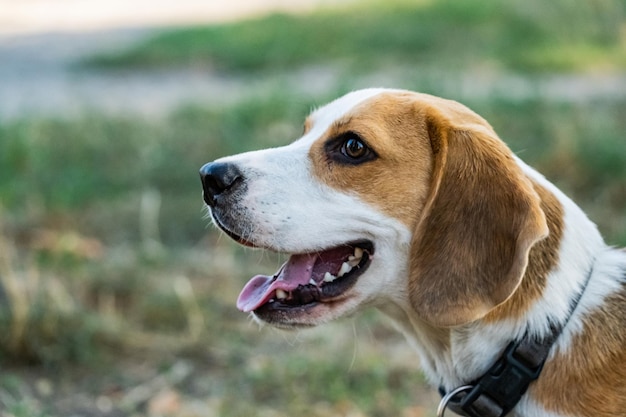 Photo un chien regarde la caméra avec sa langue dehors