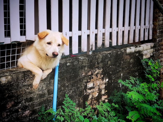 Un chien regarde curieusement à l&#39;extérieur de la clôture