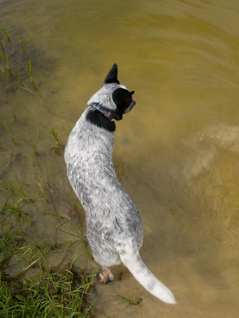 Un chien regarde l'eau