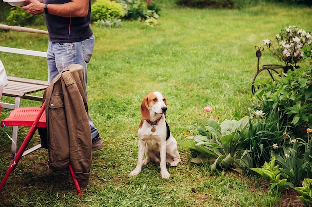 Le chien reniflant le gril. Fête de famille en plein air. Beagle a couru dans le jardin et a senti la viande.