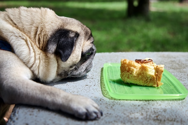 Chien reniflant une tarte