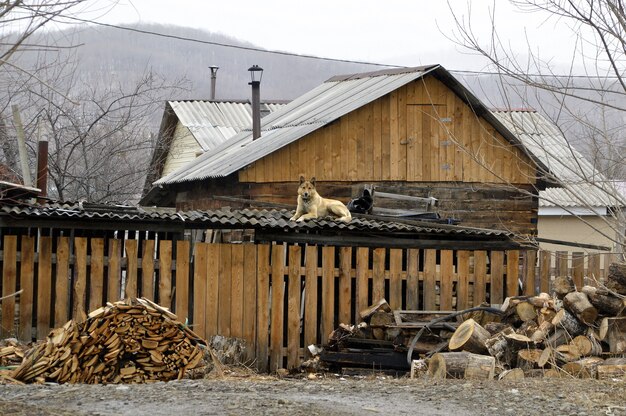 Chien reposant sur un toit d'une grange