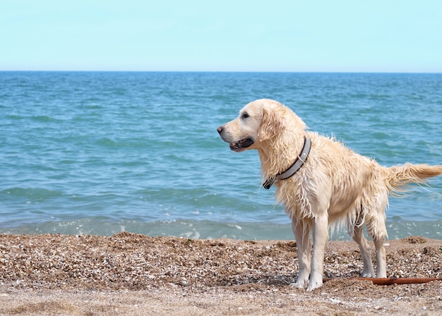 Chien retriever blanc sur la plage