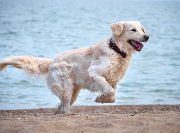 Chien retriever blanc sur la plage