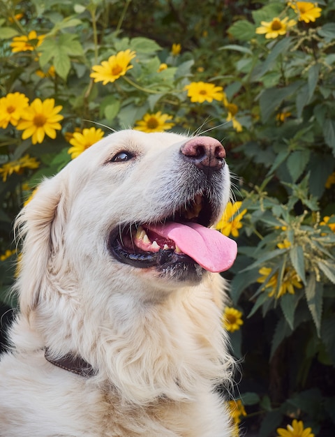 Chien retriever mignon haletant sur les fleurs jaunes