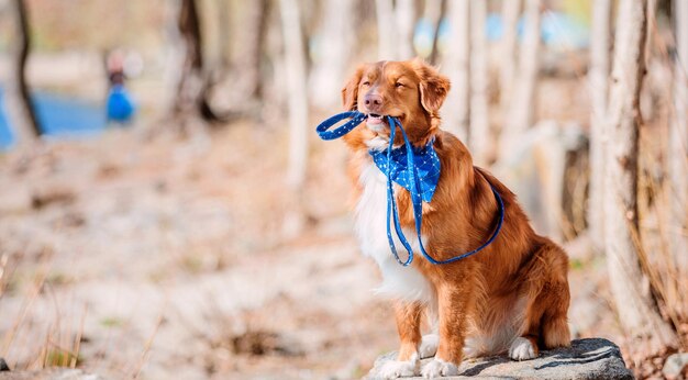 Chien Retriever de péage de canard de la Nouvelle-Écosse