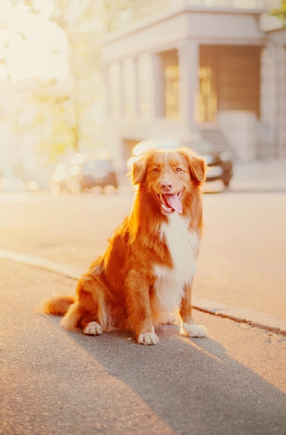 Chien Retriever de péage de canard de la Nouvelle-Écosse