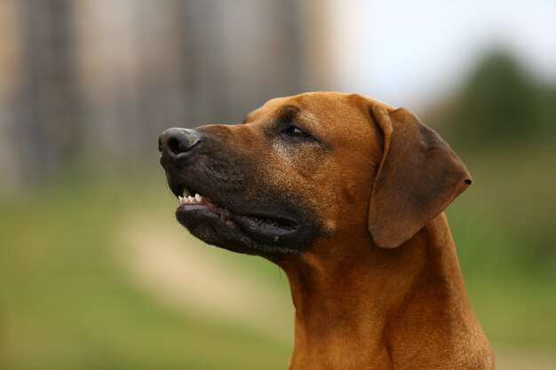 Chien rhodesian ridgeback marcher à l'extérieur sur un champ