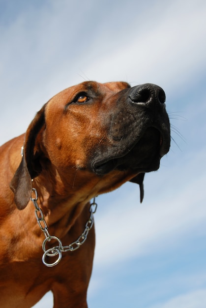 Chien Rhodesian Ridgeback