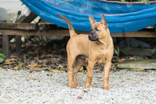 Chien Ridgeback thaïlandais