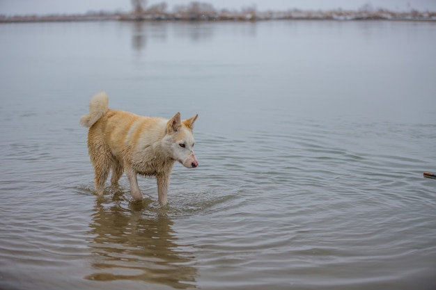 Le chien sur la rivière